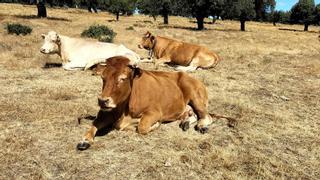La Junta admite la "gravedad" de EHE en Sayago con muertes de vacas