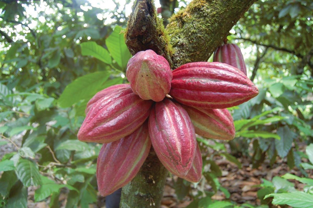 Frutos del cacao