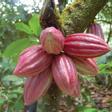 Frutos del cacao