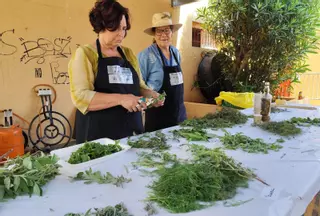 Herbes eivissenques: un remei que cura els mals