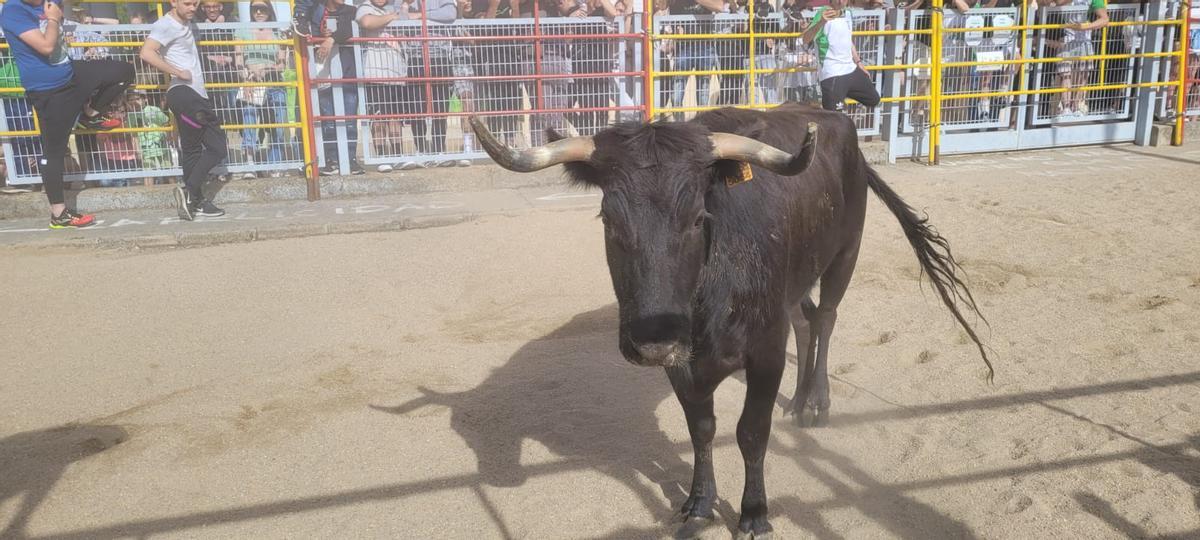 Uno de los novillos durante el encierro.