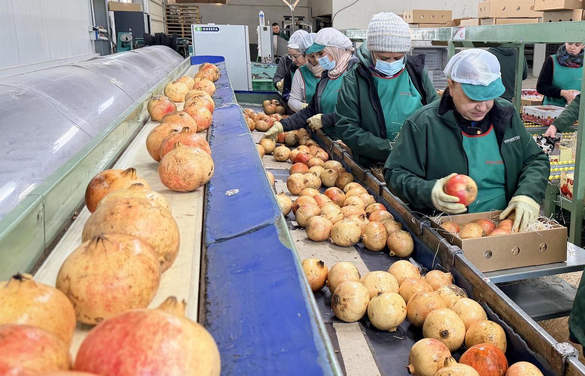 La Denominación de Origen Protegida Granada Mollar de Elche refuerza su compromiso con el territorio