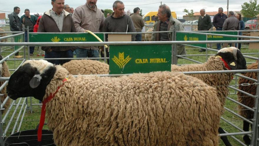 Los mejores &quot;pura sangre&quot; de ovino Castellana, mañana en Carbajales