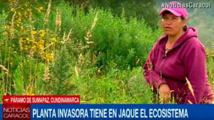 El toxo gallego, una problema ambiental en Colombia // Caracol TV