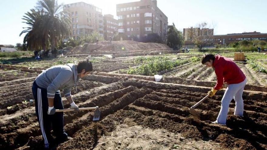 Varias personas trabajan en los huertos urbanos. Los fines de semana son los días en que más trabajo hay.