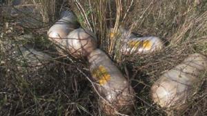 Piezas de carne podridas.