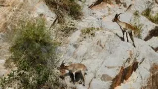Las cabras se instalan en la Vilavella: "Nunca han estado tan cerca"