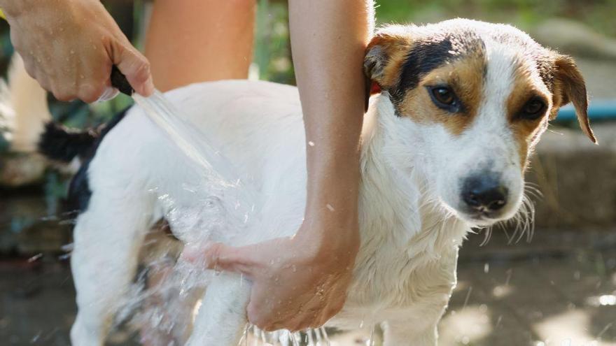 María Vetican, veterinaria: “Jamás sumerjas a tu perro en agua fría si le está dando un golpe de calor”