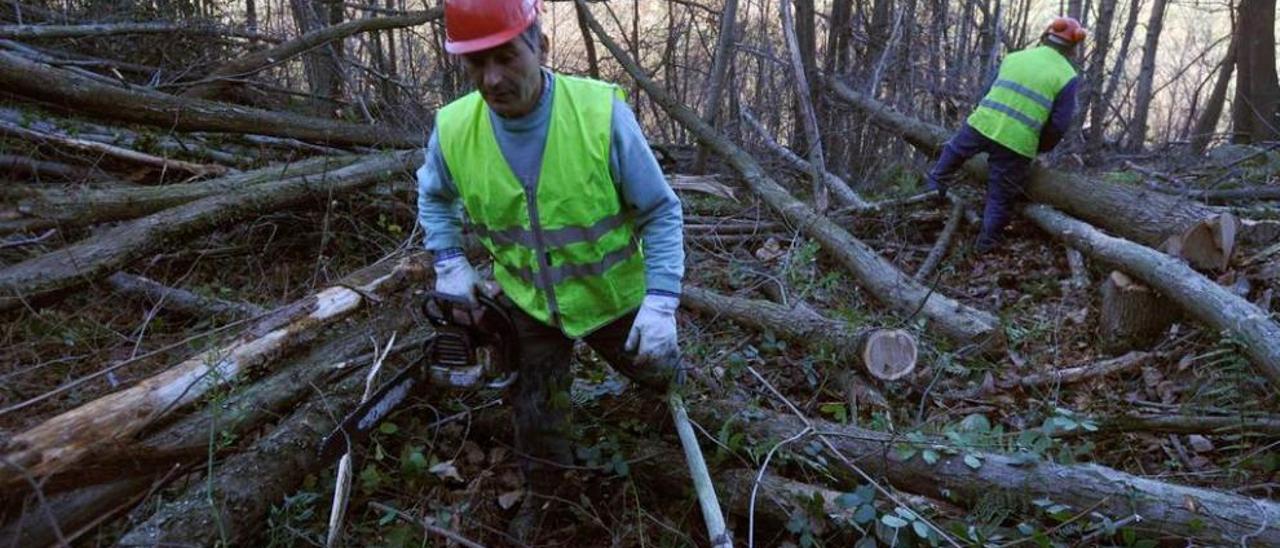 La primera tala impulsada por &quot;El Maeral&quot; en la zona de Ablaña, en Mieres.