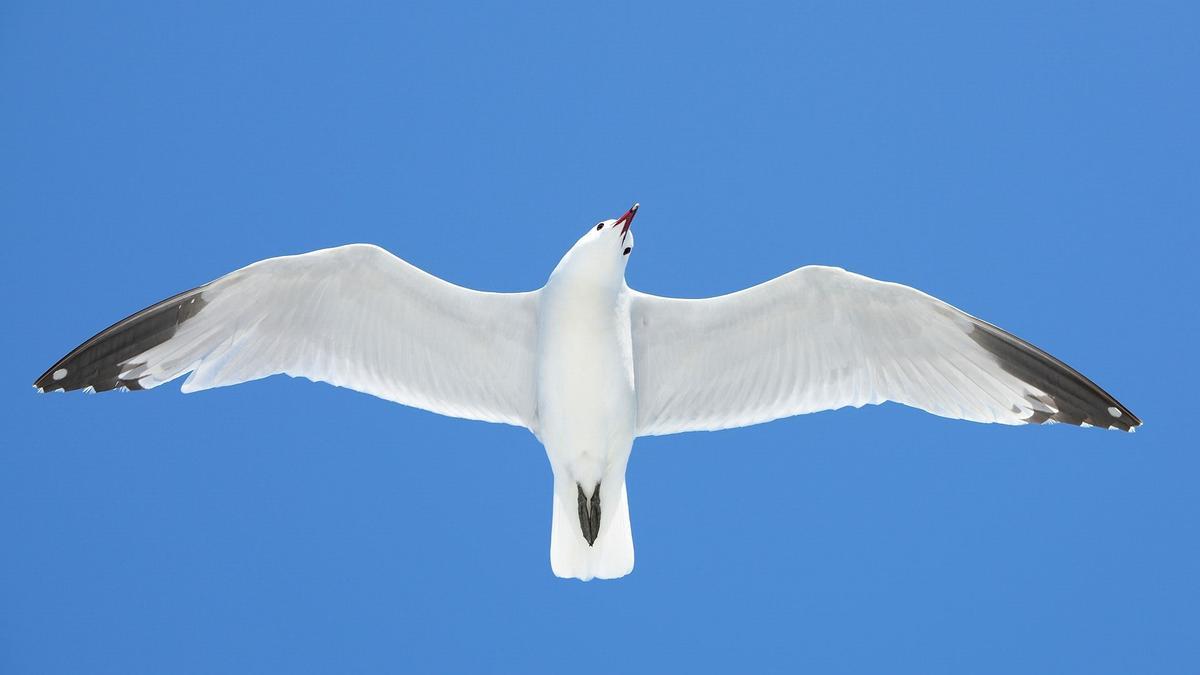 Guanyadora categoria Vida salvatge: Gaviota de Audouin