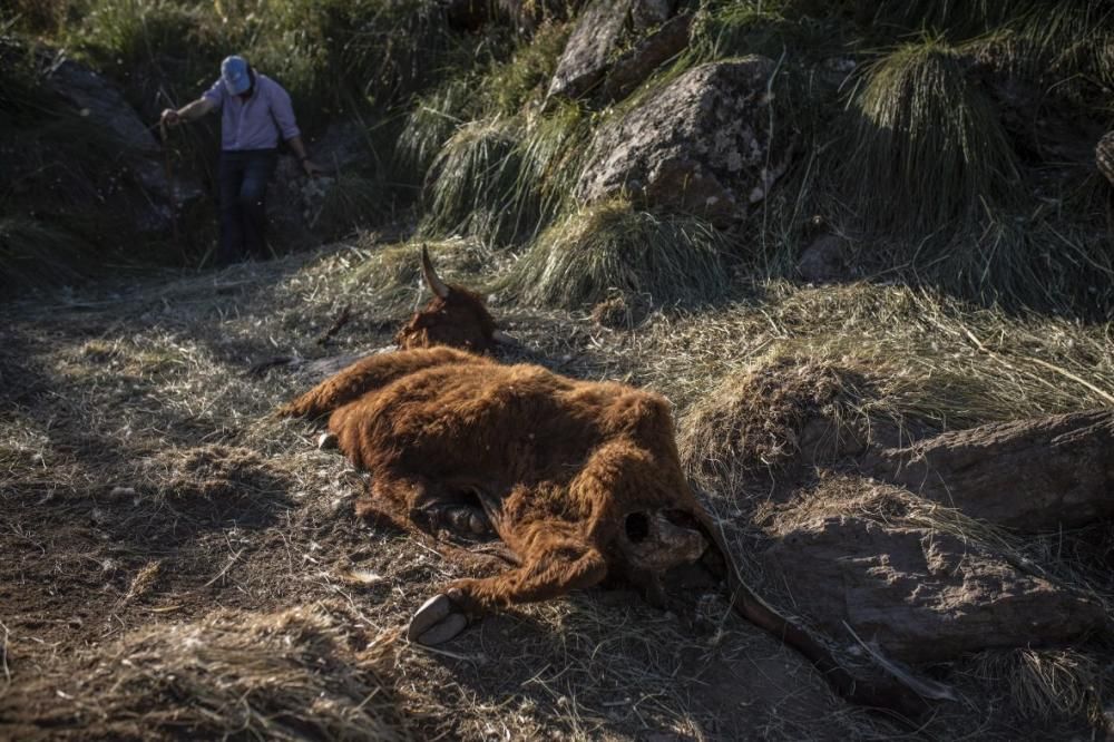 Buitres al acecho en Almaraz