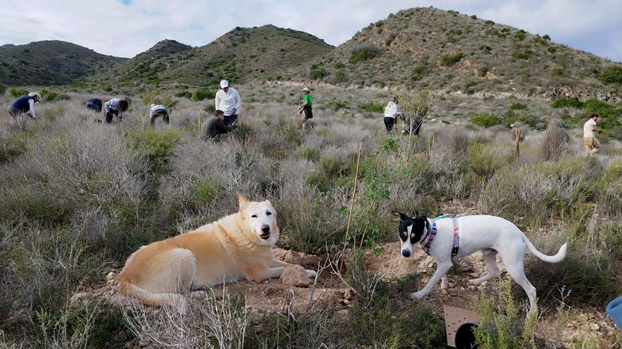 La Fundación Sabic y ARBA, unidas para reforestar el monte con especies autóctonas