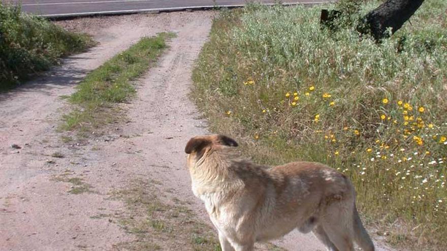 La Diputación de Badajoz facilitará adopciones de perros abandonados a través de internet