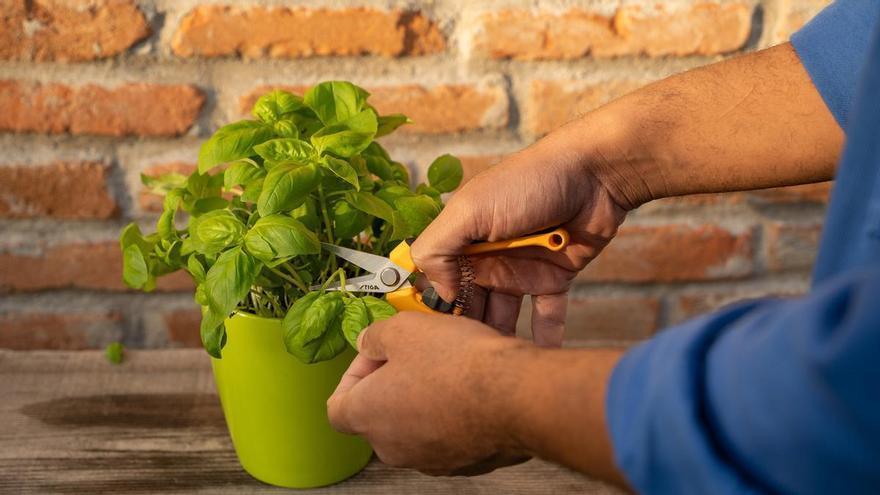 Los jardineros coinciden: “Cuidar plantas reduce el estrés y mejora el bienestar”