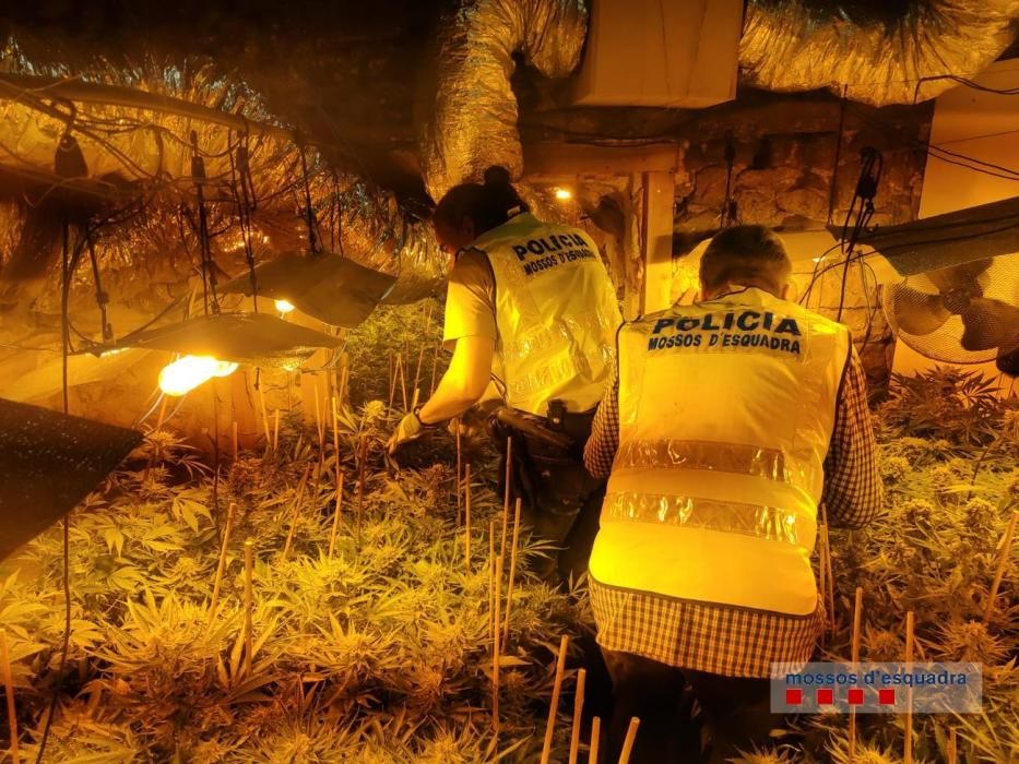 Els Mossos d'Esquadra desmantellant el cultiu de marihuana