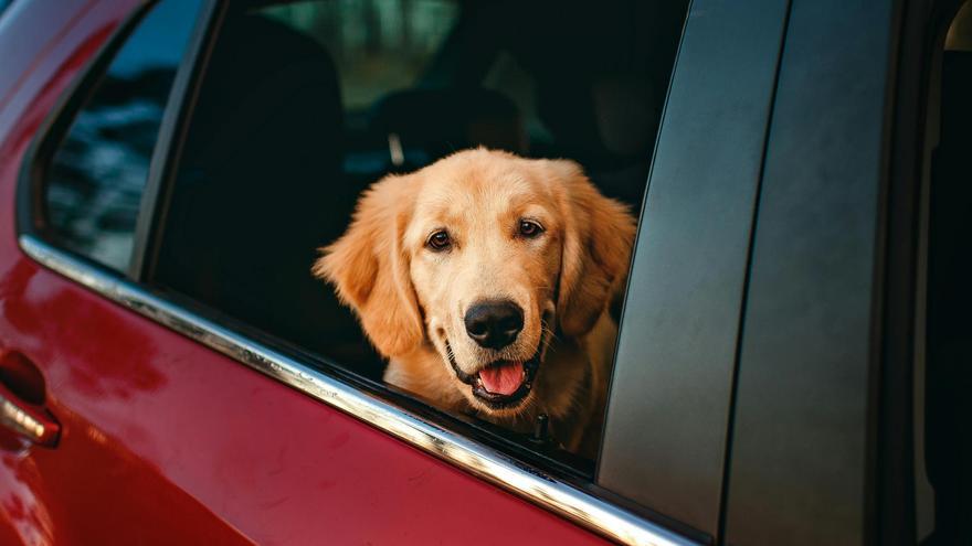 Esto es lo que te puede pasar si dejas a tu perro en el coche si hace mucho calor