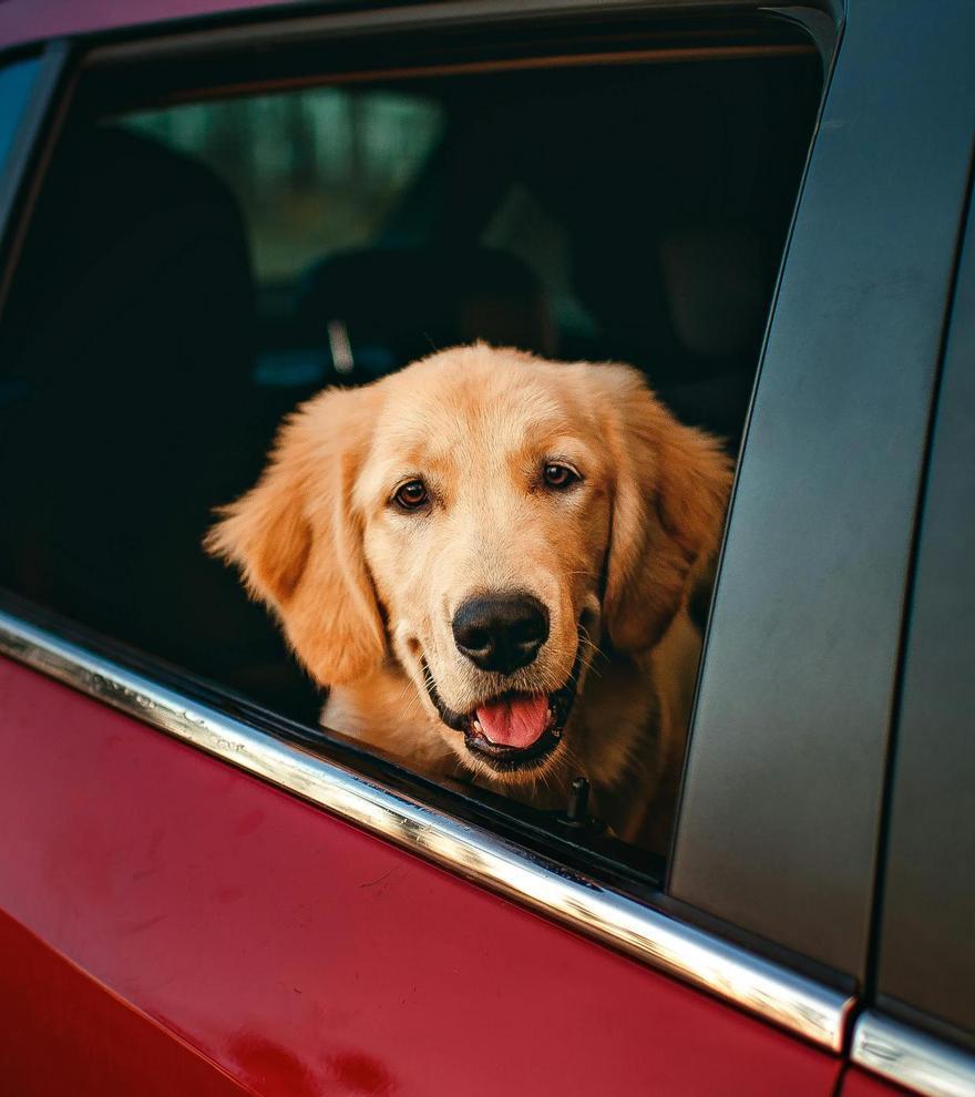 Esto es lo que te puede pasar si dejas a tu perro en el coche si hace mucho calor