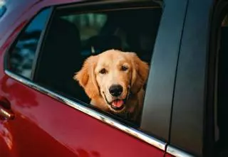 Esto es lo que te puede pasar si dejas a tu perro en el coche si hace mucho calor