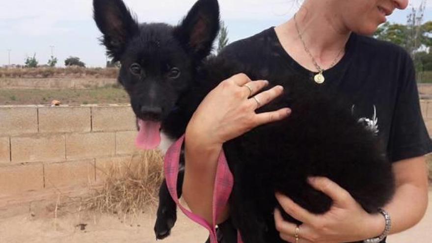 Susos, un cachorro de tres meses para el que buscan casa de acogida urgente.