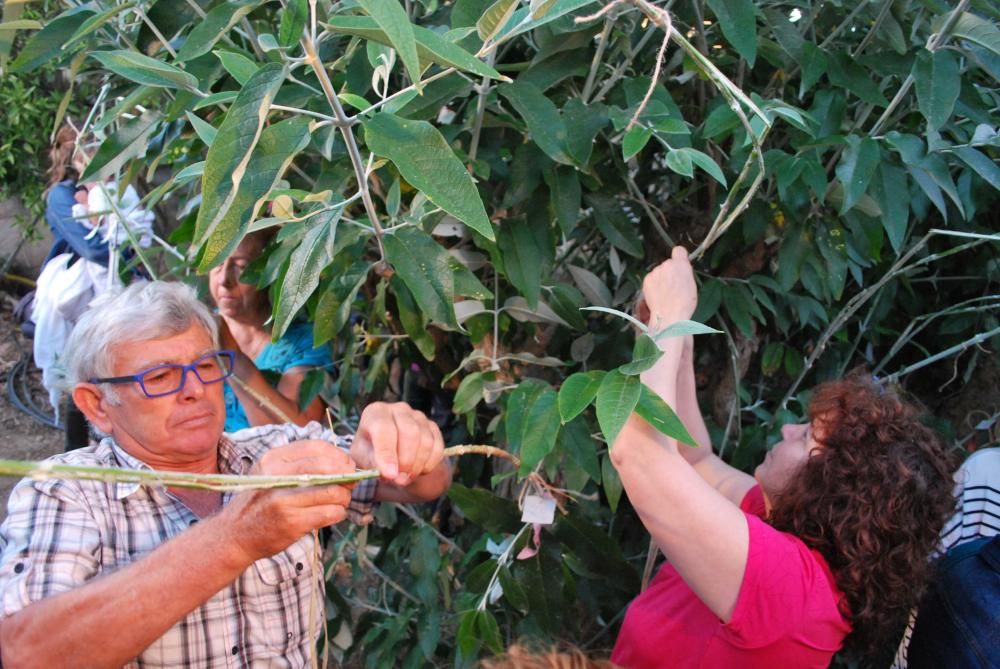 La savia y la luz de un árbol sanador