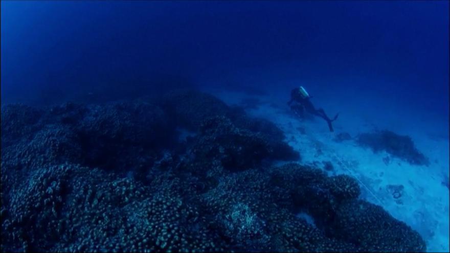 Un biólogo español descubre el coral más grande del mundo, equivalente a dos campos de fútbol
