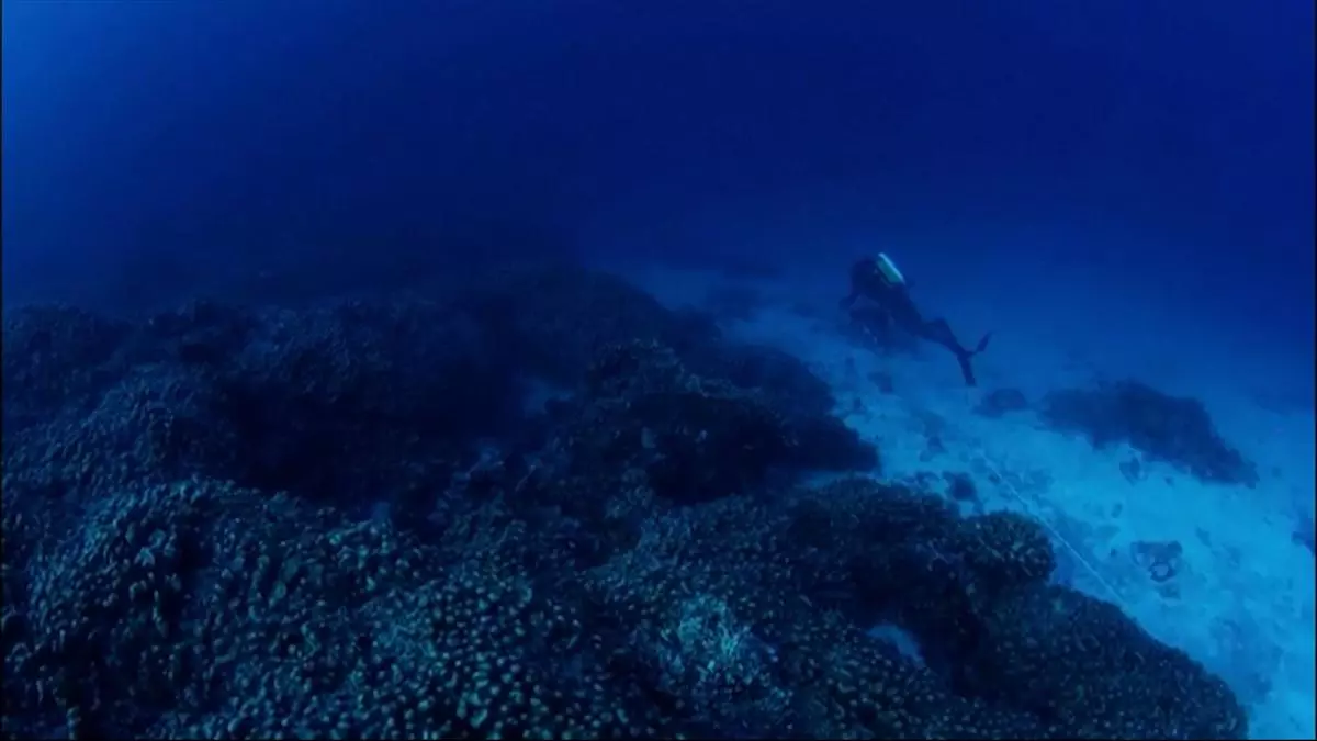 Un biólogo español descubre el coral más grande del mundo, equivalente a dos campos de fútbol