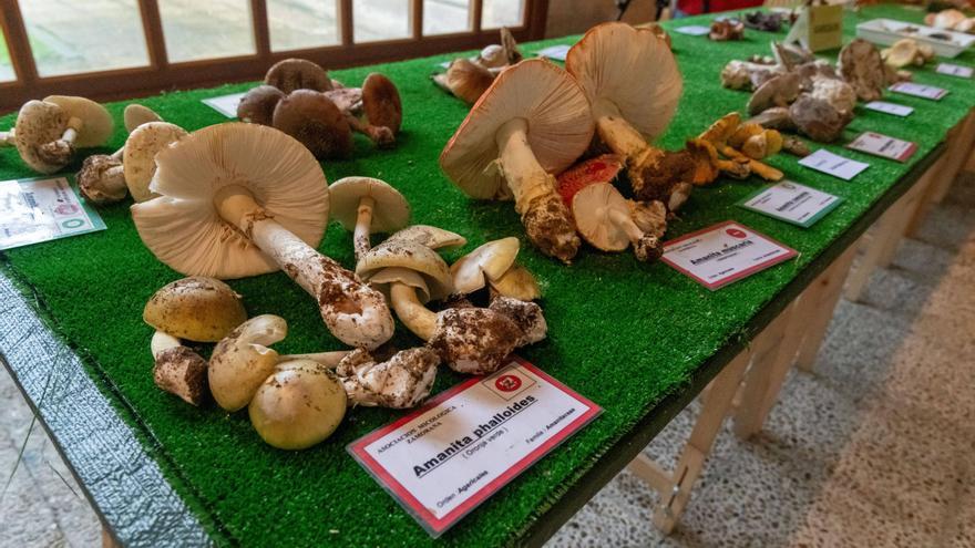 GALERÍA | Exposición micológica en el Colegio Universitario de Zamora