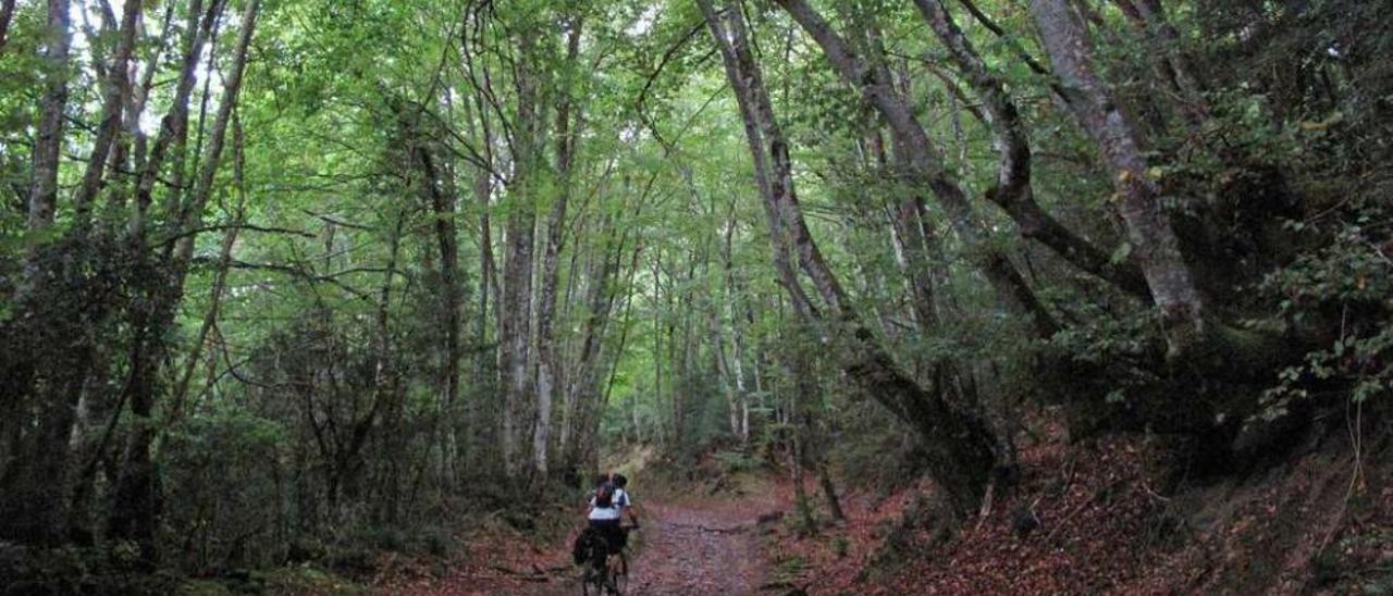 Un ciclista recorre un camino a través de un bosque cercano a Vigo. // Marta G. Brea