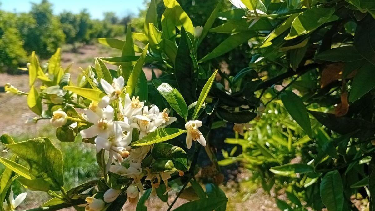 Floración de un árbol en un campo de cítricos de Castellón, esta primavera.