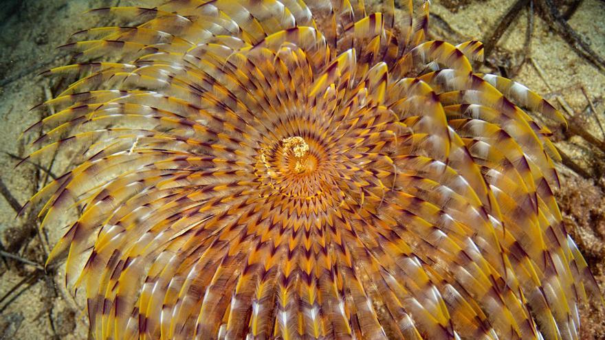 El espirógrafo valiente