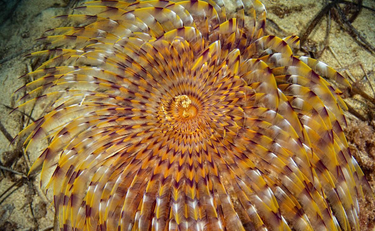 El espirógrafo valiente