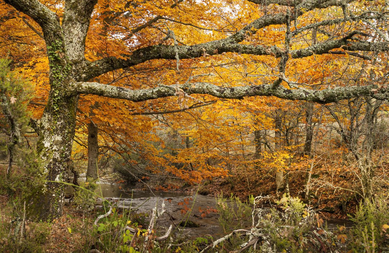 Bosque de hayas en otoño cerca de la localidad española de Montejo de la Sierra.