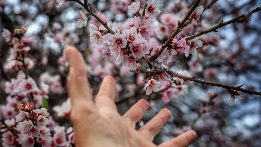 Todo lo que necesitas saber para disfrutar de uno de los mayores espectáculos de la naturaleza en Tenerife