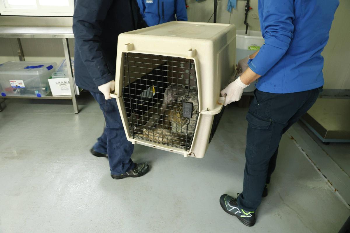 La foca que quedó varada en la playa de Cadavedo ya se recupera en el Acuario de Gijón (en imágenes)