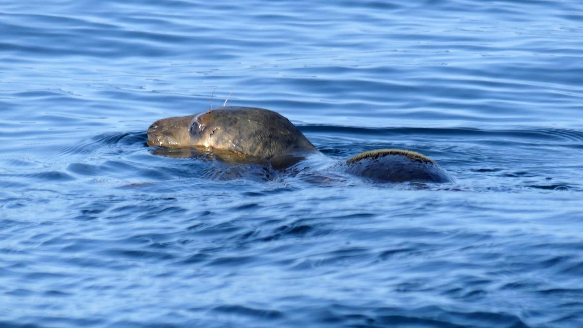 Una de las crías de foca liberadas.