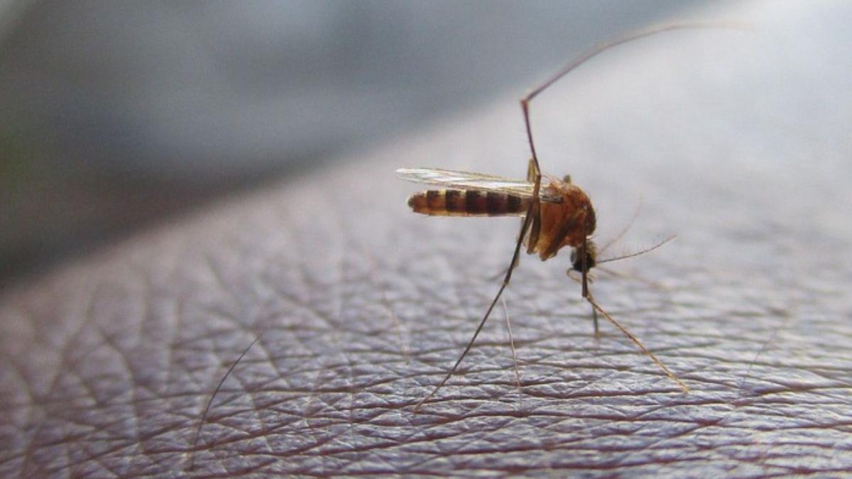Vídeo: Adiós al mosquito en la habitación, el método japonés que los destierra para siempre