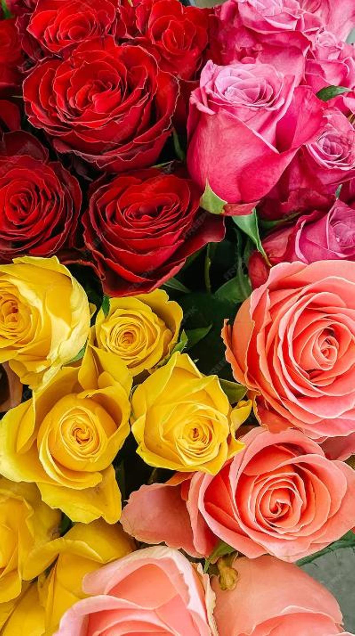 Tancaran l'última empresa catalana que cultiva roses