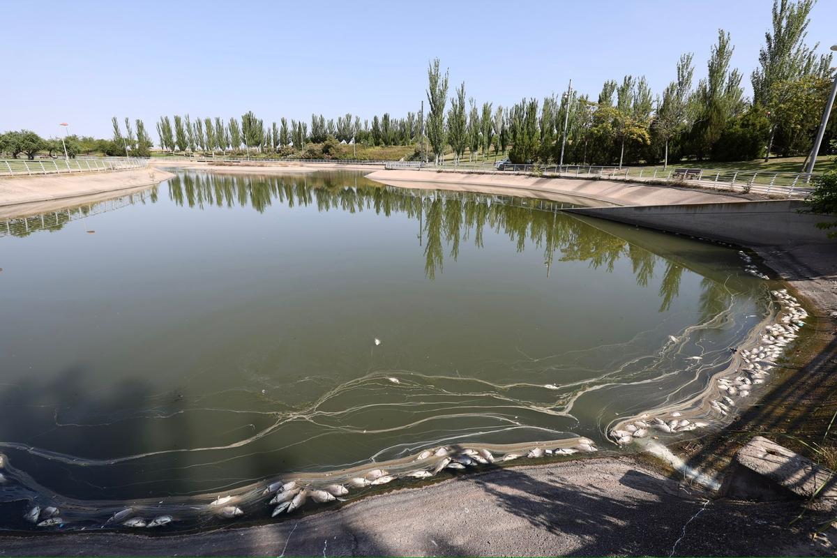 En imágenes | Los vecinos de Valdespartera alertan de la presencia de peces muertos en el lago Penélope Cruz En imágenes | Los vecinos de Valdespartera alertan de la presencia de peces muertos en el lago Penélope Cruz