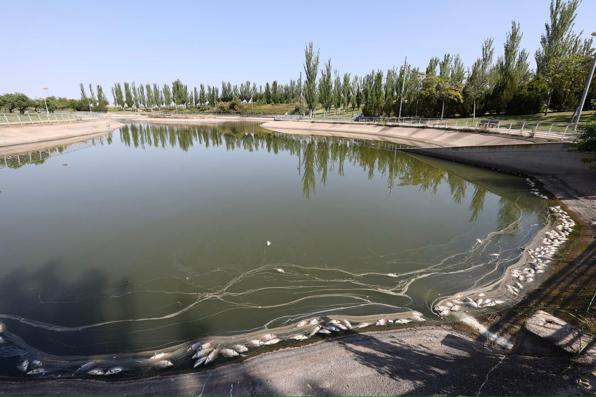 En imágenes | Los vecinos de Valdespartera alertan de la presencia de peces muertos en el lago Penélope Cruz