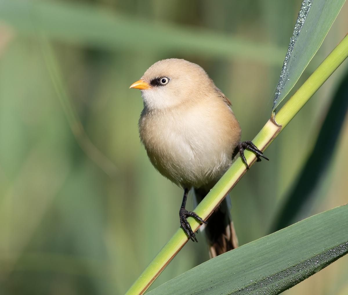 Macho juvenil del bigotudo, aún sin su plumaje definitivo