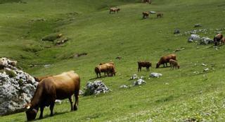 La "guerra" de pastos se recrudece en Pinos: una sentencia puede echar a Mieres de sus pastizales en León