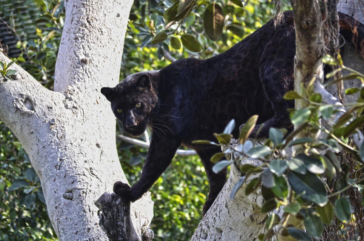 BIOPARC Valencia se despide de Mamba, la pantera negra que marcó a toda una generación de visitantes