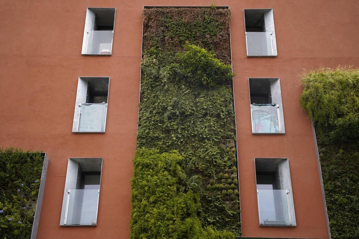 Detalle de la vegetación plantada en la pared medianera de una finca del Poblenou, en Barcelona.