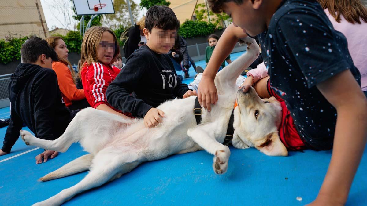 Un colegio de Barcelona, el primero de España en incluir una asignatura con perros para prevenir el acoso escolar