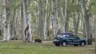 Abatido un jabalí en la Devesa de Girona cuando se acercaba al centro de la ciudad