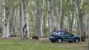 Abaten un jabalí en la Dehesa porque se acercaba al centro de la ciudad.