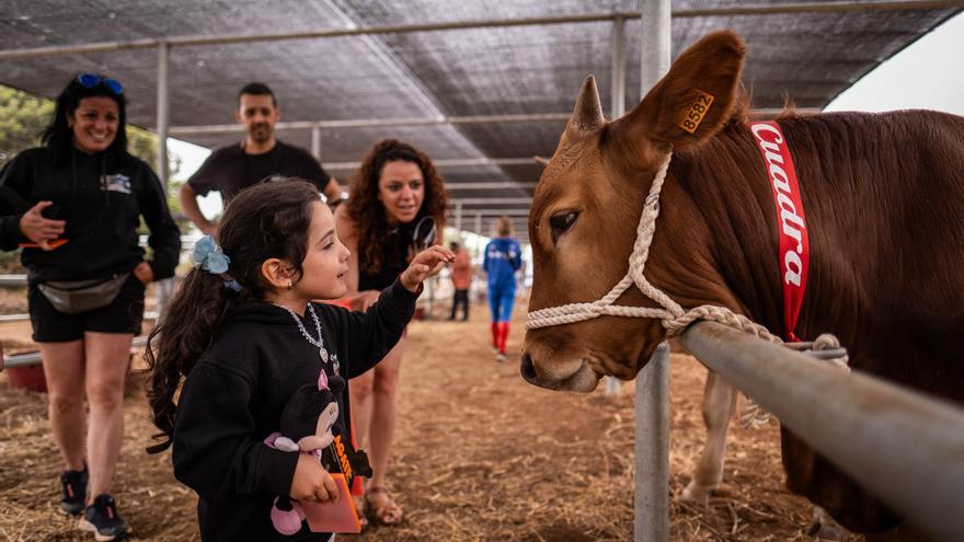 The San Benito cattle fair becomes an insular meeting