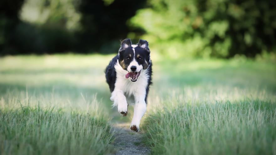 Las cinco razas de perro más nerviosas y que más destrozos pueden ocasionar