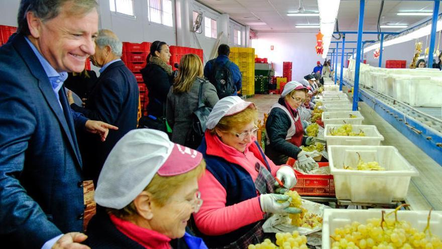 Dos millones de kilos de uva del Vinalopó para las campanadas de Nochevieja