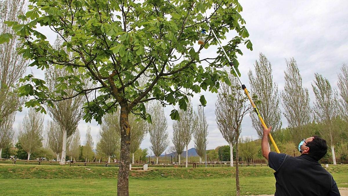 Instal·lació d&#039;una trampa contra la vespa asiàtica al parc Monar de Salt, ahir.